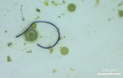 Microplásticos en el Mar Argentino: avances sobre el estudio de esta problemática