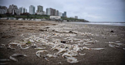 Cuál es la explicación de la arribazón de peisos petrunkevetchi en Playa Grande