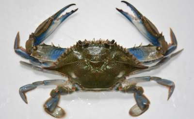 Realizan la primera campaña de pesca experimental de cangrejo azul