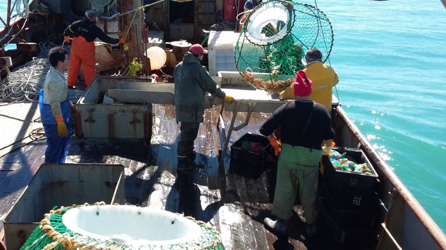 Comenzó una nueva campaña de centolla en el Sector Patagónico Sur