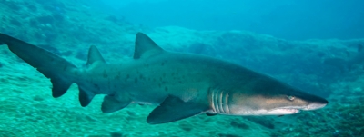 Se realizó en forma virtual la primera etapa del taller regional de conservación del tiburón Carcharias taurus