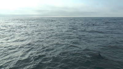 Cuál fue la temperatura del agua del mar en Mar del Plata durante agosto