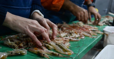 Se realizaron estudios del langostino bonaerense