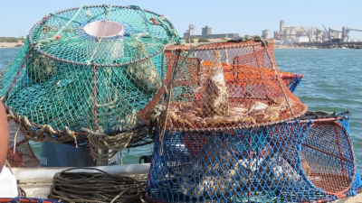 Pesca experimental de cangrejo nadador en aguas de Mar del Plata