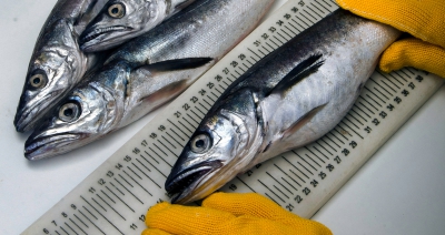 El Angelescu zarpó para evaluar merluza en la Zona Común de Pesca Argentino-Uruguaya