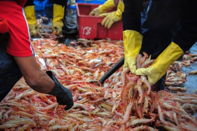 A bordo de un buque comercial, INIDEP relevará el langostino en el Golfo San Jorge, aguas nacionales y litoral de Chubut