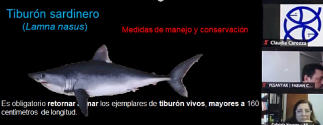 Buenas prácticas de pesca aplicadas a tiburones