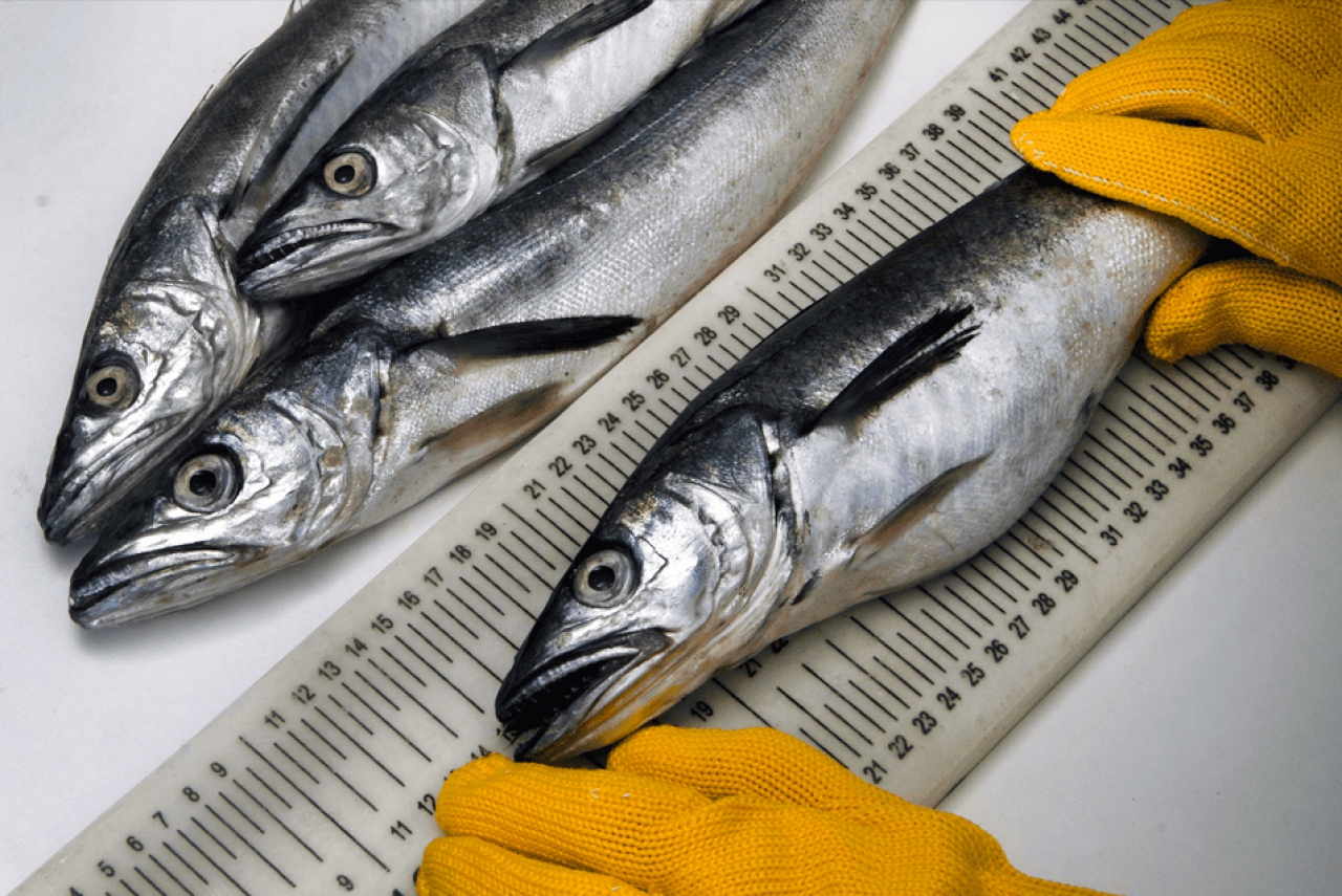 Monitoreo de merluza y especies demersales en el Golfo San Matías