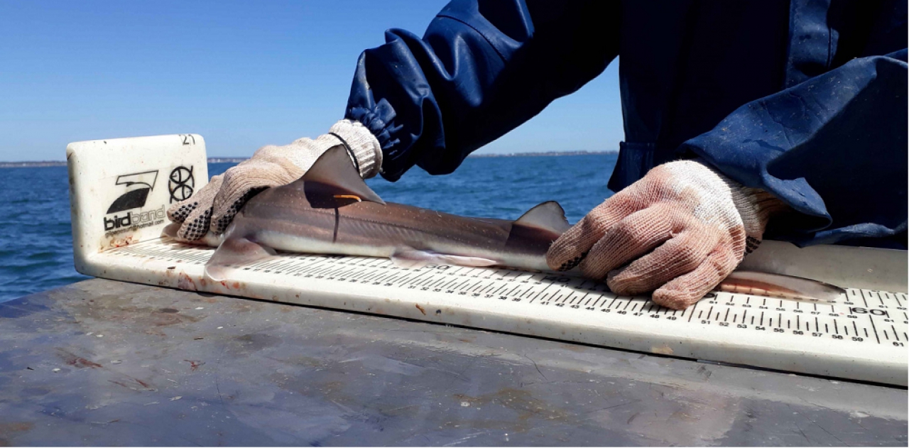 La importancia del estudio y la preservación de los tiburones del Mar Argentino