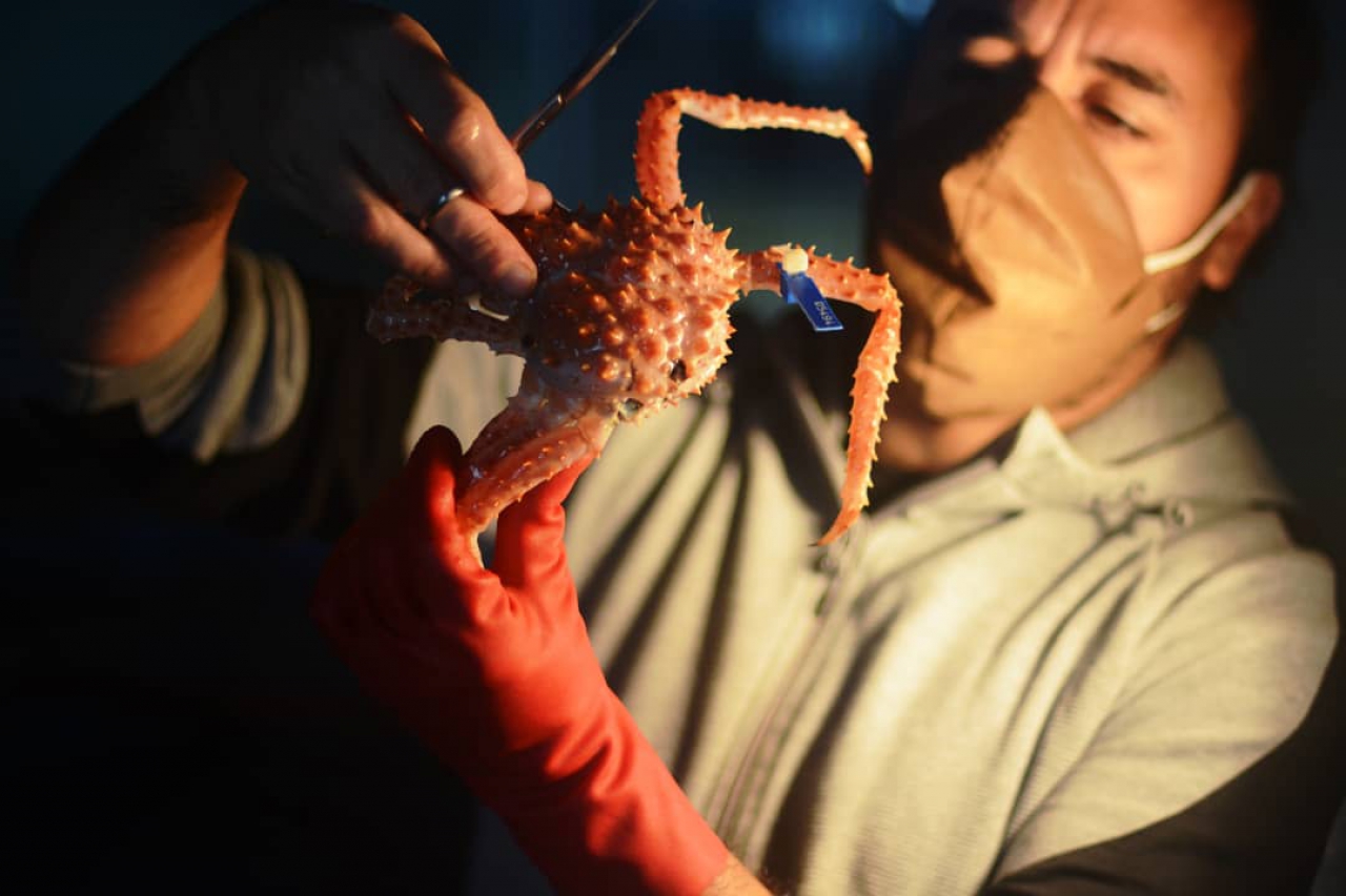 Tercera temporada de nacimientos de larvas de centollas en el acuario del INIDEP