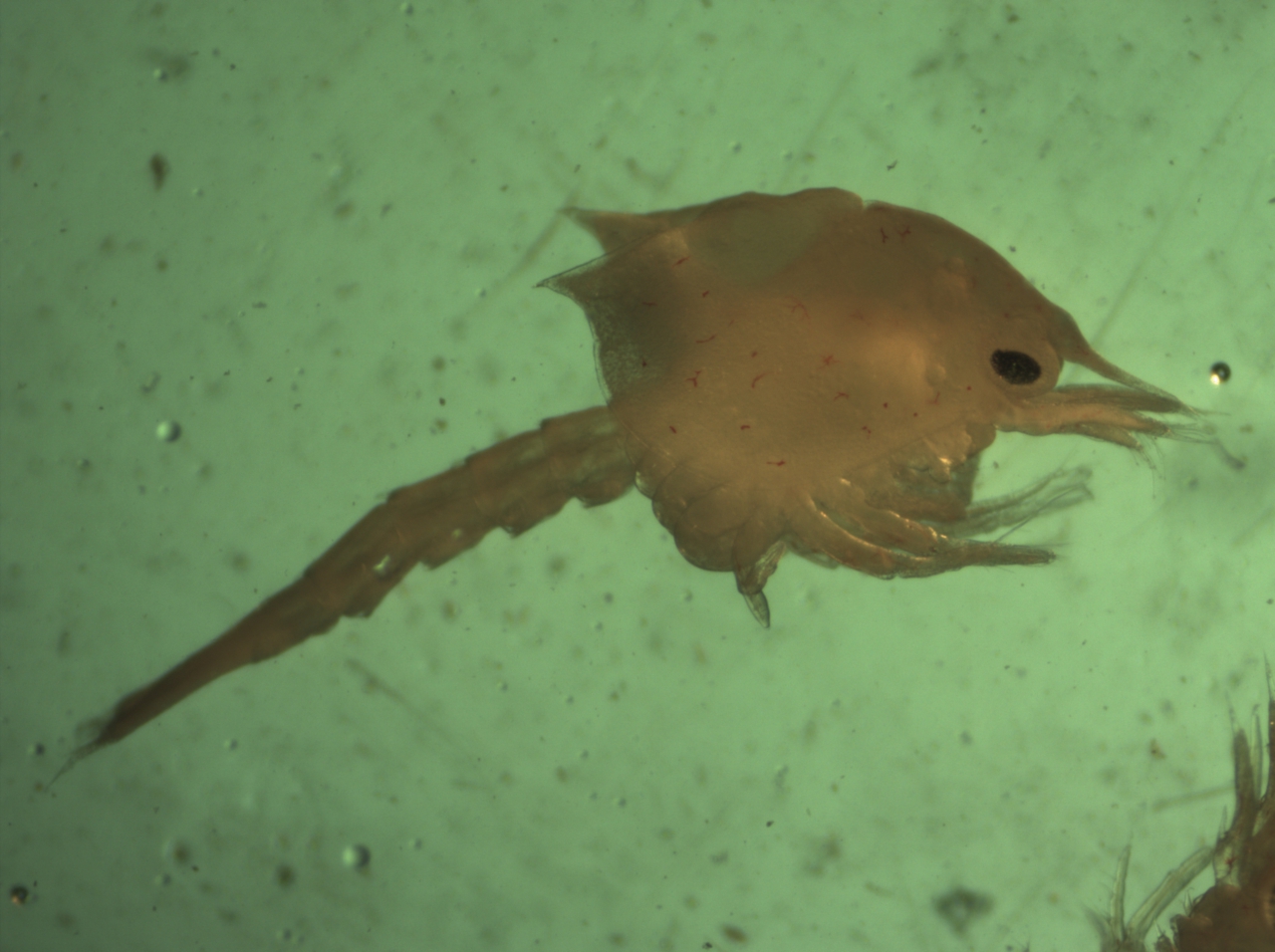 Centolla Muda