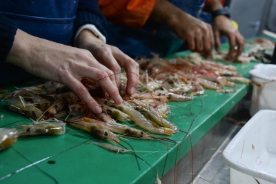 Con la participación de 9 observadores de INIDEP, el 15 de abril se pone en marcha la prospección de langostino