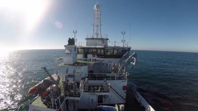 INIDEP realiza una campaña de investigación de polaca en la zona de las Islas Malvinas