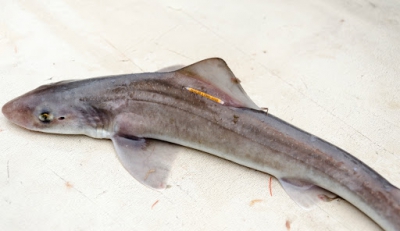 En el marco de la CTMFM, investigadores argentinos y uruguayos elevaron recomendaciones para la conservación y manejo de tiburones gatuzo y pez ángel