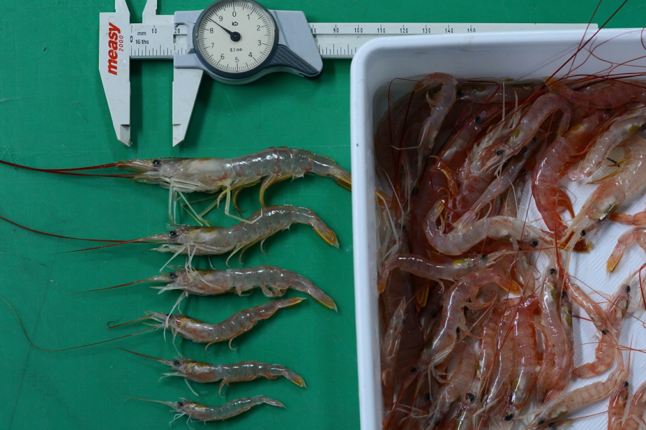 Comenzó la campaña de relevamiento de langostino en el Golfo San Jorge, aguas nacionales y litoral de Chubut
