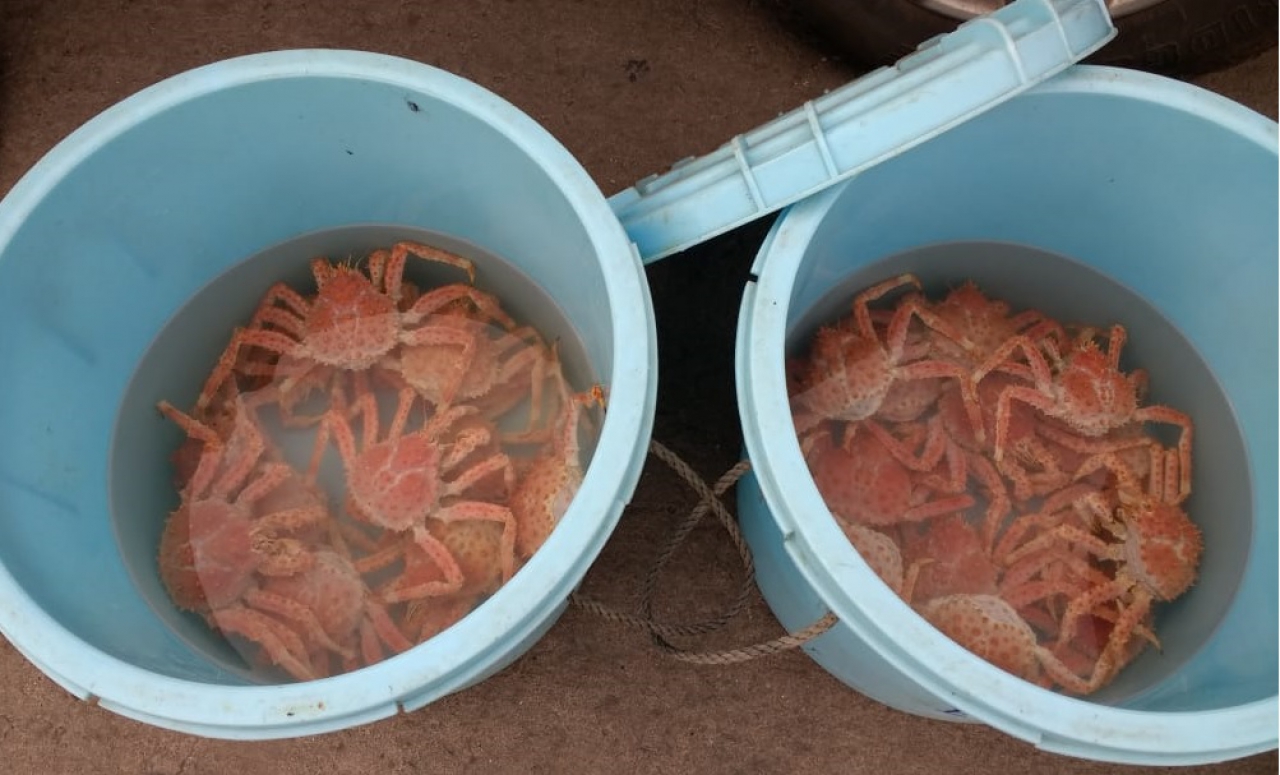 Se incorporaron 24 centollas hembras con huevos al acuario de INIDEP