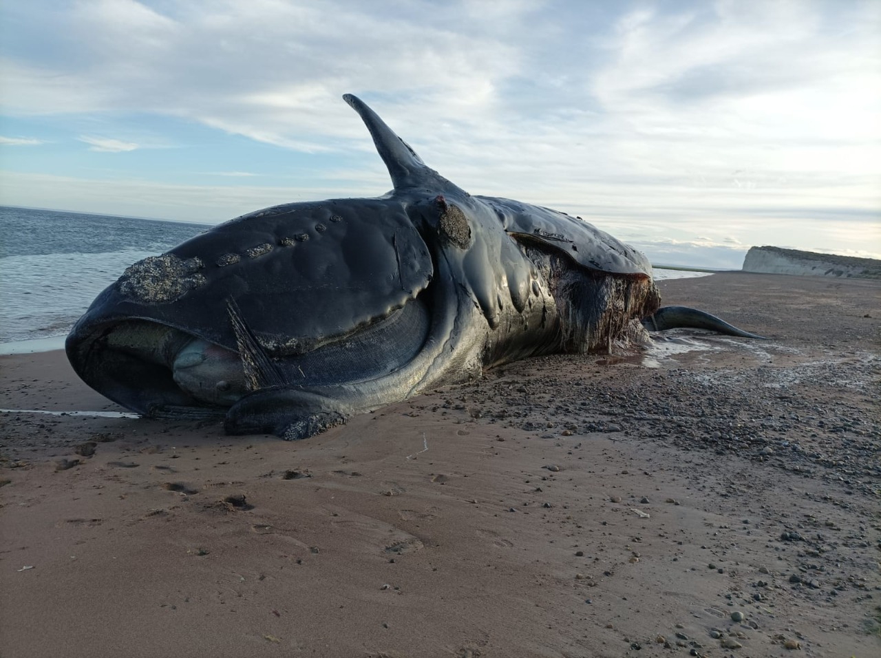 Confirman hallazgo de toxinas de “marea roja” en las ballenas que murieron en Península Valdés